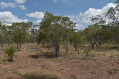 Eremophila mitchellii