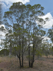Eremophila mitchellii