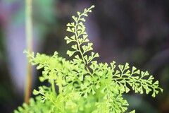 Lindsaea microphylla