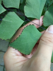 Adiantum macrophyllum