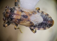 Phlegyas abbreviatus