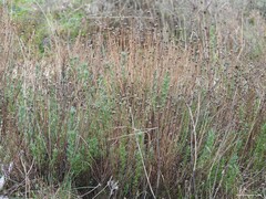 Santolina rosmarinifolia