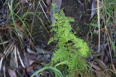 Lindsaea microphylla