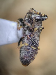 Phlegyas abbreviatus