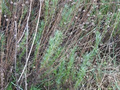 Santolina rosmarinifolia