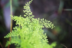 Lindsaea microphylla
