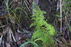 Lindsaea microphylla