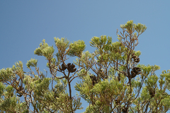 Callitris glaucophylla