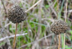 Cephalaria leucantha