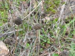 Cephalaria leucantha