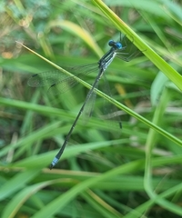 Lestes plagiatus