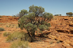 Callitris glaucophylla