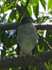 Accipiter minullus
