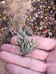 Ramalina fraxinea
