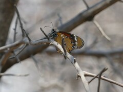 Danaus chrysippus orientis