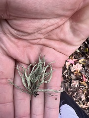 Ramalina fraxinea