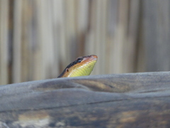Trachylepis wahlbergii