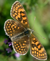 Melitaea celadussa