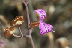 Dicliptera resupinata