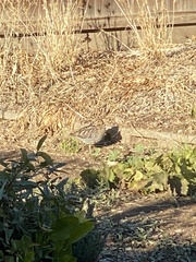 Gallinago