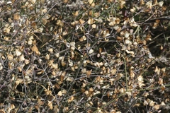 Dicliptera resupinata