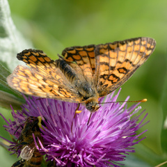 Melitaea