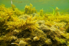 Atherinosoma microstoma