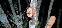 Sparassidae