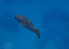 Lutjanus ehrenbergii