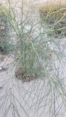 Parkinsonia aculeata