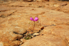 Cistanthe grandiflora