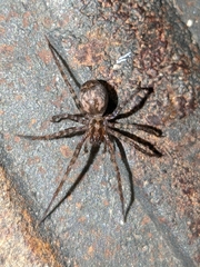 Tegenaria