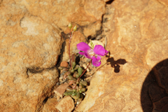 Cistanthe grandiflora