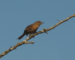 Phacellodomus striaticollis