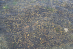 Fucus vesiculosus