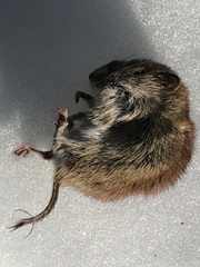 Clethrionomys gapperi