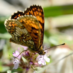 Melitaea
