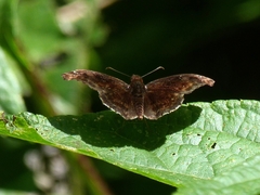 Pyrginae