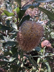 Banksia ornata