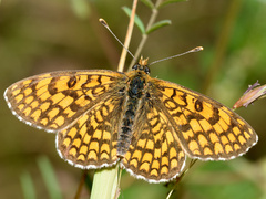 Melitaea