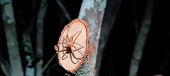 Sparassidae