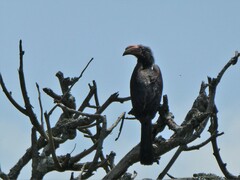 Lophoceros alboterminatus