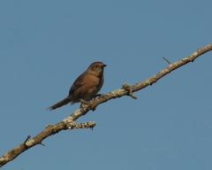 Phacellodomus striaticollis