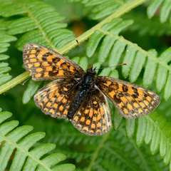 Melitaea