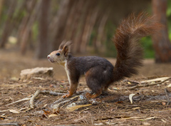 Sciurus vulgaris