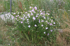 Malva alcea
