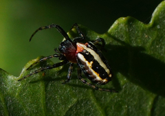 Alpaida leucogramma