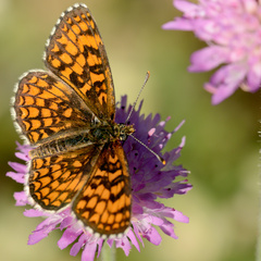 Melitaea
