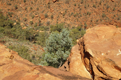 Callitris glaucophylla