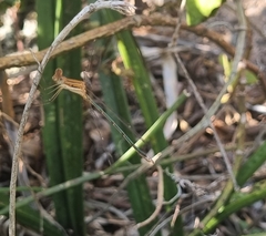 Lestes plagiatus